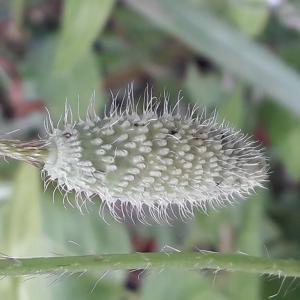 Photographie n°2908664 du taxon Papaver rhoeas L. [1753]