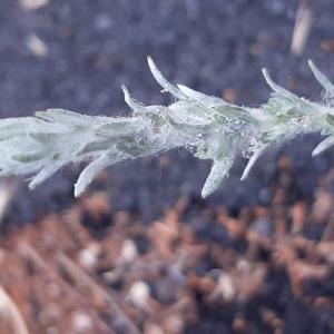 Photographie n°2908717 du taxon Filago germanica (L.) L. [1759]