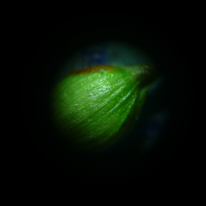 Photographie n°2912351 du taxon Carex divisa Huds. [1762]