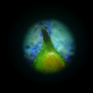 Photographie n°2912352 du taxon Carex divisa Huds. [1762]