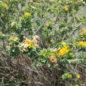Photographie n°2912356 du taxon Medicago arborea L. [1753]