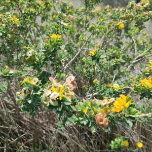 Photographie n°2912357 du taxon Medicago arborea L. [1753]