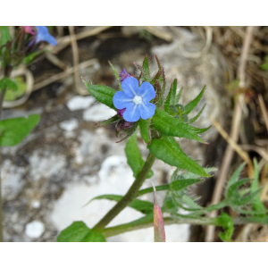 Anchusa ovata Lehm. (Buglosse ovale)