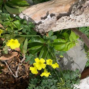Photographie n°2915157 du taxon Oxalis pes-caprae L. [1753]