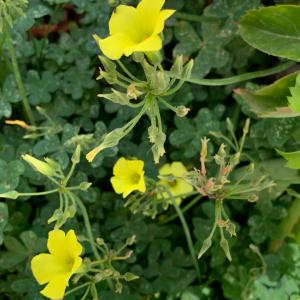 Photographie n°2915158 du taxon Oxalis pes-caprae L. [1753]