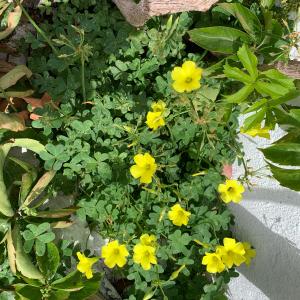 Photographie n°2915159 du taxon Oxalis pes-caprae L. [1753]