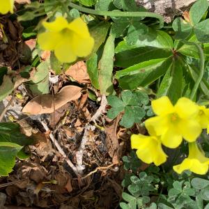 Photographie n°2915160 du taxon Oxalis pes-caprae L. [1753]