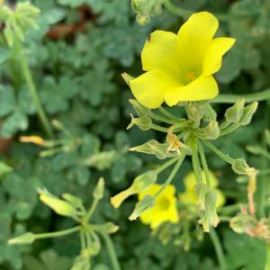 Photographie n°2915161 du taxon Oxalis pes-caprae L. [1753]