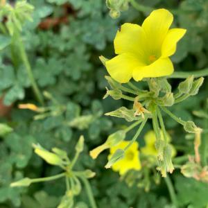 Photographie n°2915162 du taxon Oxalis pes-caprae L. [1753]