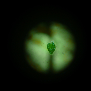 Photographie n°2916136 du taxon Festuca heterophylla Lam. [1779]