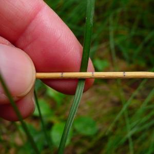 Photographie n°2916141 du taxon Festuca heterophylla Lam. [1779]