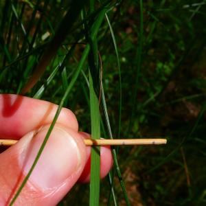 Photographie n°2916142 du taxon Festuca heterophylla Lam. [1779]