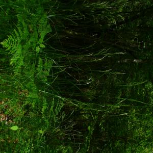 Photographie n°2916144 du taxon Festuca heterophylla Lam. [1779]