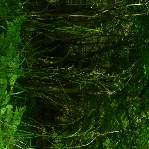 Photographie n°2916145 du taxon Festuca heterophylla Lam. [1779]