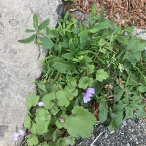 Photographie n°2916186 du taxon Cymbalaria aequitriloba (Viv.) A.Chev. [1937]