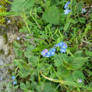Photographie n°2916268 du taxon Myosotis arvensis Hill