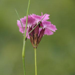 Photographie n°2916277 du taxon Dianthus carthusianorum L. [1753]