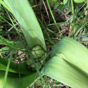 Photographie n°2916373 du taxon Colchicum autumnale L. [1753]