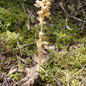 Photographie n°2916530 du taxon Neottia nidus-avis (L.) Rich.