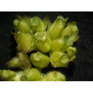 Valerianella coronata f. pumila (L.) Devesa, J.López & R.Gonzalo (Doucette naine)