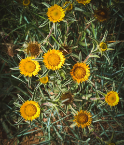 ygeshors, le 26 mai 2024 (Portiragnes)