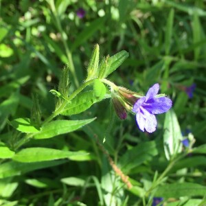 Photographie n°2916916 du taxon Buglossoides purpurocaerulea (L.) I.M.Johnst. [1954]