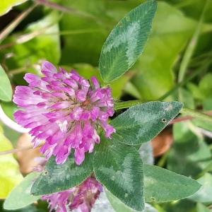 Photographie n°2917002 du taxon Trifolium pratense L.