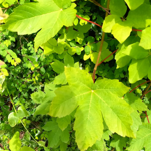 Photographie n°2917014 du taxon Acer pseudoplatanus L. [1753]