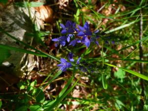 lorichin, le 29 mai 2024 (Lavelanet (Sainte Ruffine))