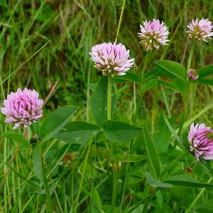 Photographie n°2917050 du taxon Trifolium montanum subsp. gayanum (Godr.) O.Bolòs & Vigo [1974]