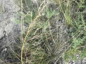 Anick11, le 29 mai 2024 (Vignevieille (Col des Fourques))