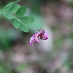 Photographie n°2917266 du taxon Lathyrus niger (L.) Bernh. [1800]