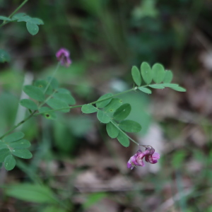 Photographie n°2917267 du taxon Lathyrus niger (L.) Bernh. [1800]