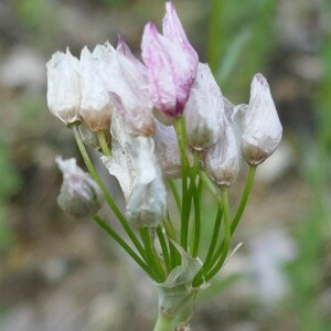 Photographie n°2917283 du taxon Allium roseum L. [1753]