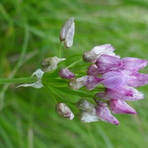 Photographie n°2917286 du taxon Allium roseum L. [1753]