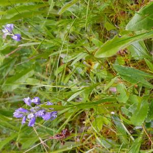 Photographie n°2917337 du taxon Polygala vulgaris L.