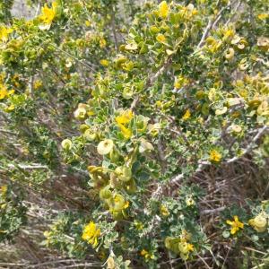 Photographie n°2917631 du taxon Medicago arborea L. [1753]