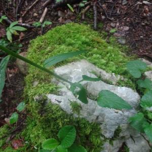 Photographie n°2917694 du taxon Phyteuma spicatum L. [1753]