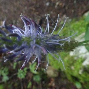 Photographie n°2917697 du taxon Phyteuma spicatum L. [1753]