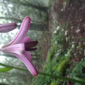 Photographie n°2917704 du taxon Lilium martagon L. [1753]