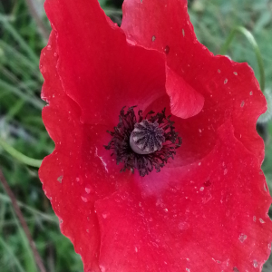 Photographie n°2917798 du taxon Papaver rhoeas L. [1753]