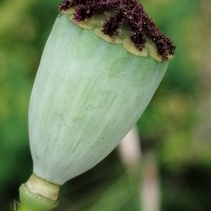 Photographie n°2917799 du taxon Papaver rhoeas L. [1753]