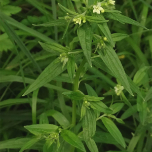 Photographie n°2917881 du taxon Lithospermum officinale L.