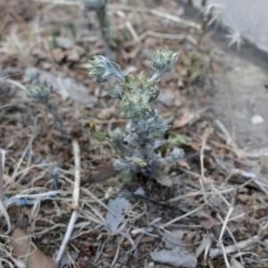 Photographie n°2917982 du taxon Filago pyramidata L. [1753]