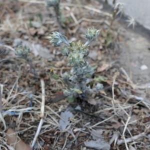 Photographie n°2917990 du taxon Filago pyramidata L. [1753]