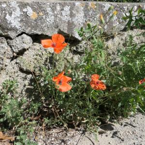 Photographie n°2918053 du taxon Papaver rhoeas L.