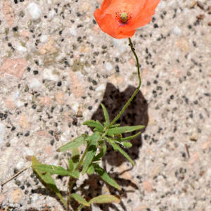 Photographie n°2918105 du taxon Papaver rhoeas L.