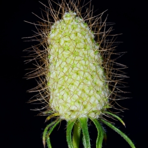 Photographie n°2918111 du taxon Scabiosa atropurpurea subsp. maritima (L.) Arcang. [1882]