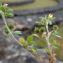  Claire Felloni - Medicago minima (L.) L.