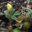  Claire Felloni - Medicago minima (L.) L.